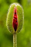 Image result for Poppy Flower Bud