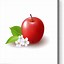 Image result for Draw Apple for Kids