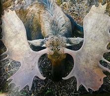 Image result for Winter Moose Hunt