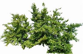 Image result for Bush Texture A4 Size