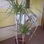 Image result for House plants Identification