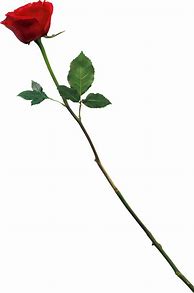 Image result for Red Rose Stem PNG