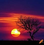 Image result for Pretty Tree Silhouette