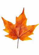 Image result for Single Fall Leaf