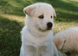 Image result for Cute Puppy Dog Coloring Pages