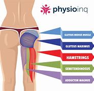 Image result for Hamstring Muscle Pain