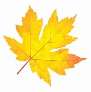 Image result for Maple Leaf Vector Art