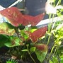 Image result for Red Algae Reef Tank