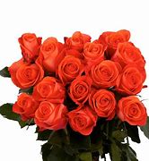 Image result for Coral Colored Roses with Names