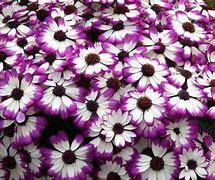 Image result for Bright Colored Flowers