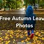 Image result for Fall Leaves Photography