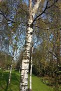 Image result for Silver Birch Tree Near LU4 0DZ