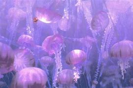 Image result for Finding Nemo Animation