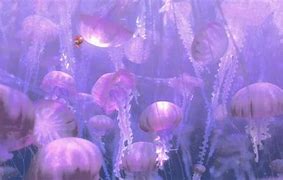 Image result for Finding Nemo Cartoon Characters