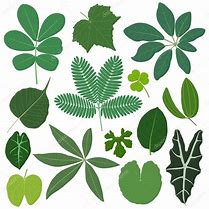 Image result for Tropical Leaf Types