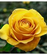 Image result for Bright Yellow Roses