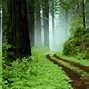 Image result for Beautiful Green Background