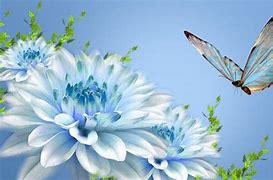 Image result for Beautiful Butterfly Desktop