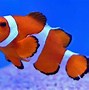 Image result for Finding Nemo Dory Real Fish