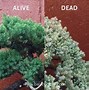 Image result for Dead Bonsai Tree