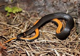 Image result for Northeast Snakes