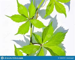 Image result for Tropical Leaf Close Up