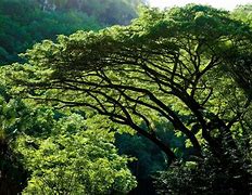 Image result for Jungle Tree Images