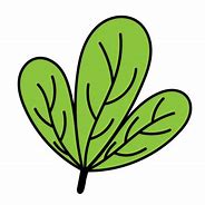 Image result for The PNG Picture of Leaf for Logo