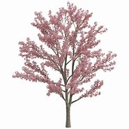 Image result for Flowering Tree Branch