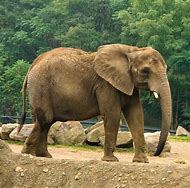 Image result for Elephant Trunk Tree