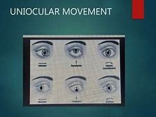 Image result for 6 Ocular Movements