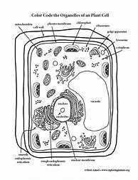 Image result for Plant Cell Coloring Sheet