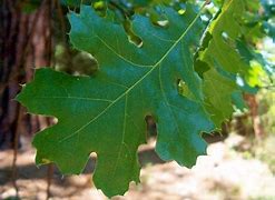 Image result for Red Oak Tree Leaf Autumn Template