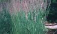 Image result for Carl Forester Grass Picture