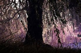 Image result for Ethereal Willow Tree