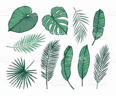 Image result for Drawing of Palm Leaf On Paper