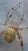 Image result for Orb Weaver Spider Arizona