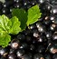 Image result for Simple Black Olive Branch