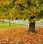 Image result for Autumn Maple Tree Leaf