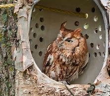 Image result for Eastern Screech Owl in a Tree