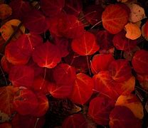 Image result for Aspen Leaf North Dakota