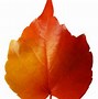 Image result for Autumn Leaf Clip Art Free