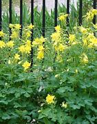 Image result for Texas Gold Columbine