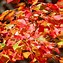 Image result for Best Fall Color Maple Tree