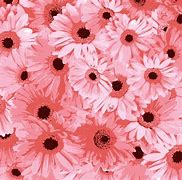 Image result for Pink Floral Openings Available Pic