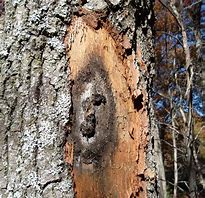 Image result for Oak Tree Wilt Disease