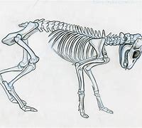 Image result for animal skeleton drawing