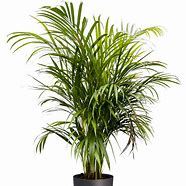 Image result for Areca Palm Florist Leaf