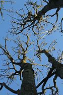 Image result for Spring Tree Silhouette