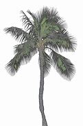 Image result for Maplr Tree Drawing